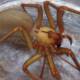 What happened to a Kansas family who lived with 2,055 brown recluse spiders in their home for five years?