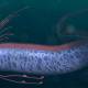 What is an oarfish? Why is the oarfish called the apocalypse fish?