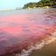 Photo of What is red tide? Is it dangerous?
