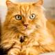 What is an orange cat? Why are some cats orange?