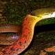 What kind of snake is the red-necked snake, and is it venomous?