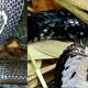 Cobra species live in Vietnam, why no king cobra?