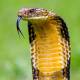 Photo of Which snake has the fastest speed on the planet?