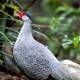 White Pheasant: What You Need to Know About the Red Book Breed