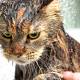 Why are cats afraid of water?