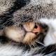 Photo of Why do cats cover their faces when they sleep?