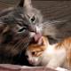 Why do cats like to lick each other?