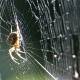Why is spider silk stronger than steel? Science finally has the answer.