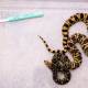 Photo of World's first snake born from frozen sperm