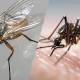 Photo of You may have to 'pay a heavy price' for swishing flies and mosquitoes that land on your body